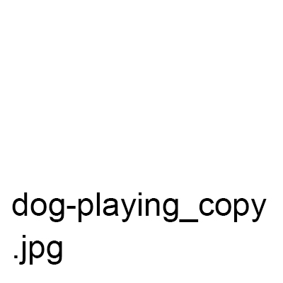 dog-playing_copy.jpg